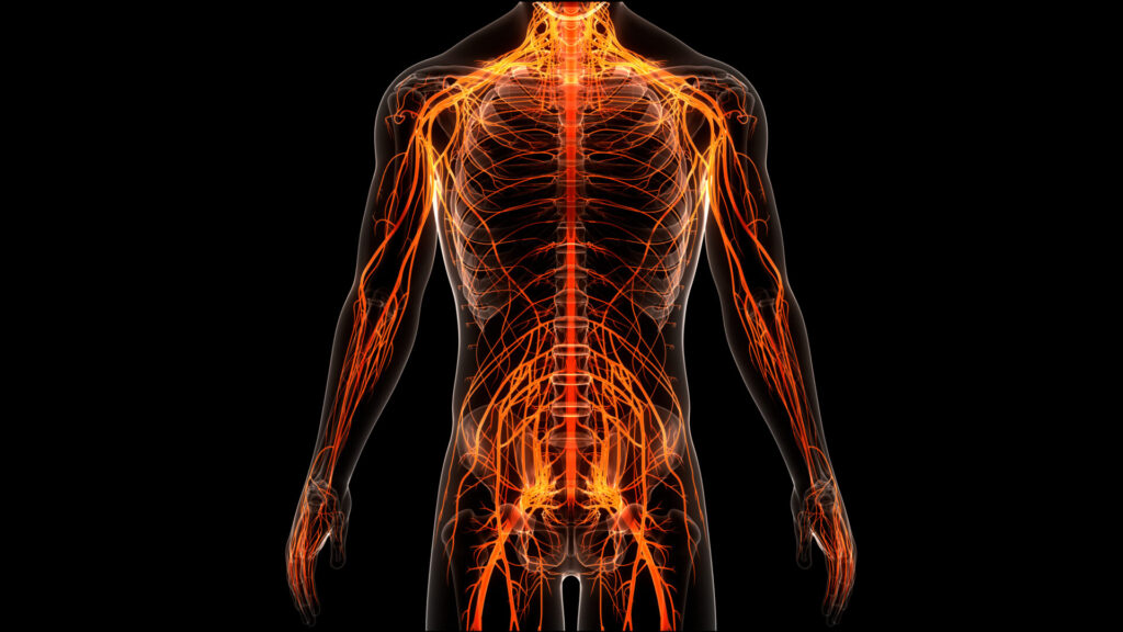 Human nervous system brain anatomy